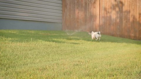 slow motion cute jack russell chihuahua puppy dog plays in sprinklers and runs towards camera for summer fun. Cute slow motion floppy ears.