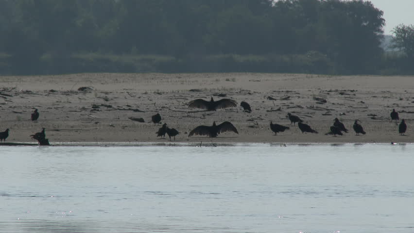 Turkey Vulture Flock Resting in Summer Sandbar Wings Drying in Nebraska