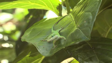 Green Anole Adult Lone Eating Flies Bugs in Hawaii