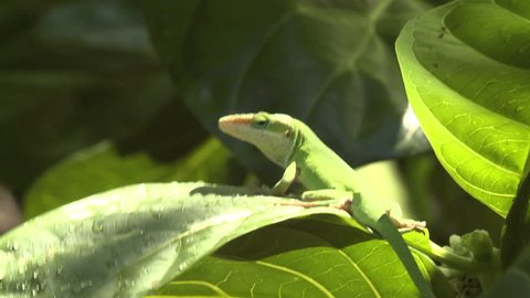 Green Anole Adult Lone Looking Around in Hawaii