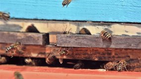 Bees at hive entrance in slow motion