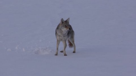 Coyote Adult Lone Calling Howling Barking Singing in Wyoming