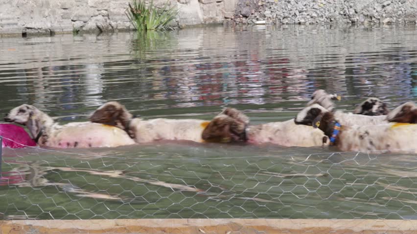 Colored sheeps crossing the river water