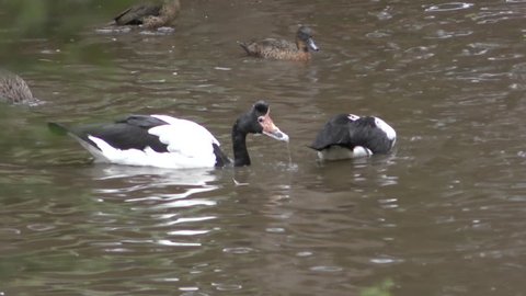 Magpie Goose Adult Several Eating