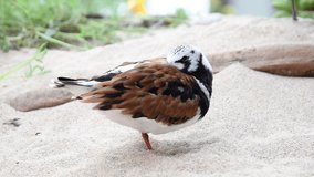 HD Video of one Ruddy Turnstone standing on sandy marshland, beak tucked into feathers to keep warm while trying to sleep.