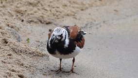 HD Video of one Ruddy Turnstone standing on a sandy beach, tagged for tracking, looking around searching for food. Water tide coming in and out of frame.