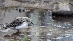 HD video of one Semipalmated Sandpiper vigorously eating in shallow water.