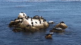 4K HD Video of several seals hauled out on rocks in shallow water with double crested cormorants. Harbor seals are solitary, but are gregarious when hauled out and during the breeding season.