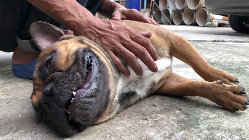 French bulldog puppy lying for relaxation on cement floor, cute dog.