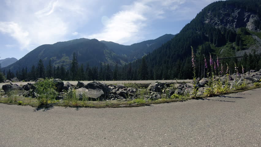 Scenic Route Washington Mountain Road Wild Flowers