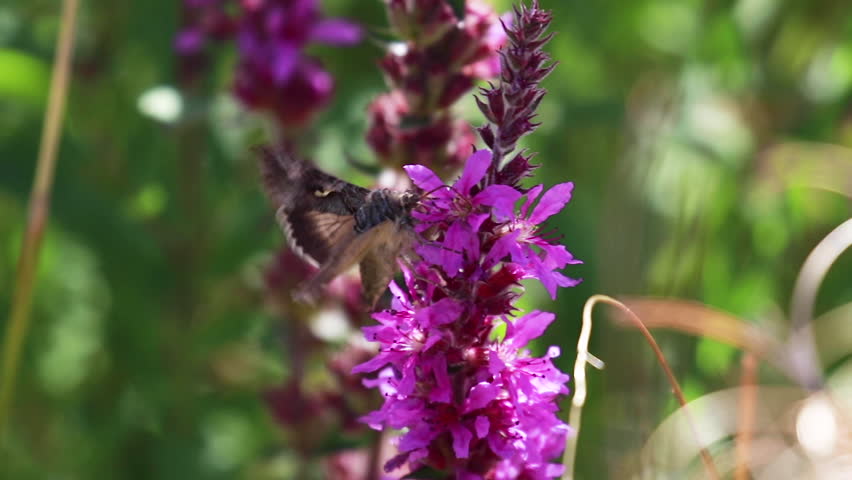 Silver Y moth, Autographa gamma, collecting nectar from a purple loosestrife flower during august in scotland.
