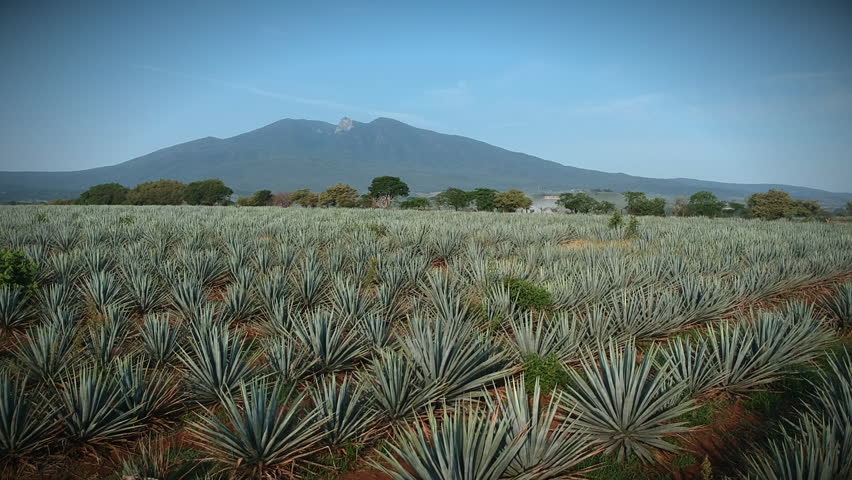 Agave field and Tequila volcano aerial shot Royalty-Free Stock Footage #1014874999