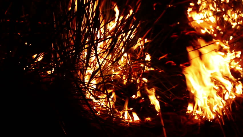 Burning fire at night | Shutterstock HD Video #1014876064
