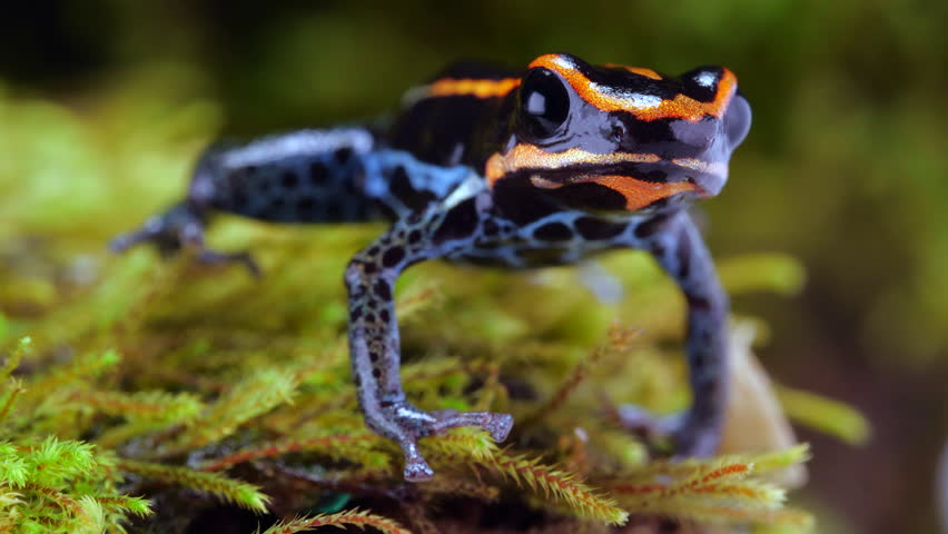 Reticulated Poison Frog Ranitomeya Ventrimaculata On Stock Footage ...