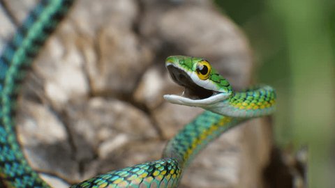 Parrot Snake (Leptophis ahaetulla) opens its mouth in a threat display. It is non-venomous so this behaviour is just a bluff. In the Ecuadorian Amazon.