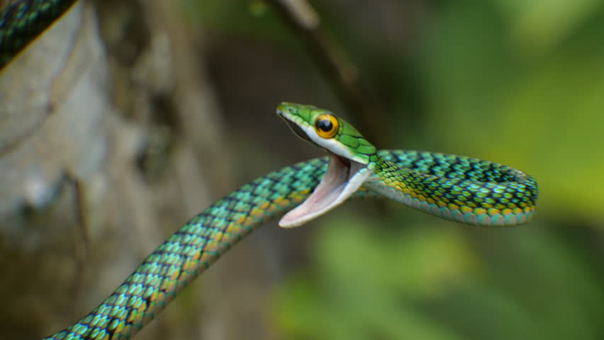 Parrot Snake Leptophis Ahaetulla Opens Mouth Stock Footage Video (100% 