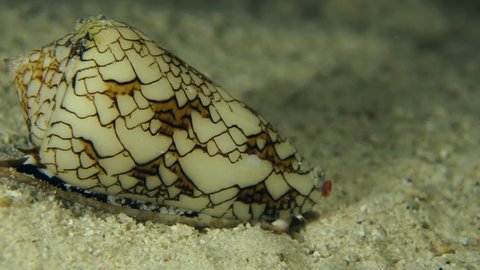 Slow moving cone snail across seabed at night in the Red Sea.