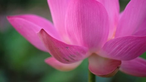 Fresh pink lotus flower. Royalty high quality free stock image of a beautiful pink lotus flower. The background is the pink lotus flowers and yellow lotus bud in a pond. Peace scene in a countryside