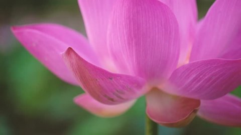 Fresh pink lotus flower. Royalty high quality free stock footage of a beautiful pink lotus flower. The background is the pink lotus flowers and yellow lotus bud in a pond. Peace scene in a countryside