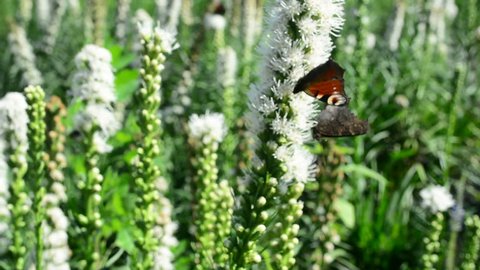Butterfly and bumblebee flying, hovering looking for nectar in flowers in nature. Closeup. With narrow depth of field.