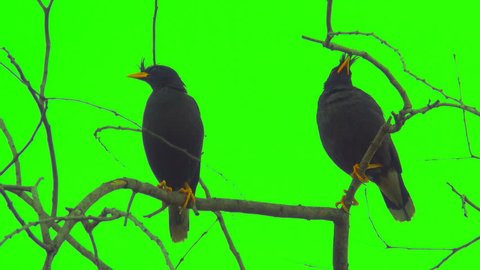 Acridotheres bird catch on tree on green screen, two beautiful birds on branch leafless background. It wild animal on forest. It is acridotheres is a genus of starlings, the "typical" mynas.