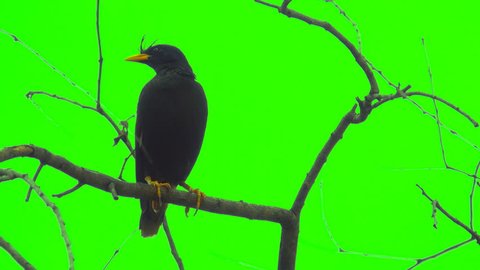 Acridotheres bird catch on tree on green screen, one beautiful birds on branch leafless background. It wild animal on forest. It is acridotheres is a genus of starlings, the "typical" mynas. It black