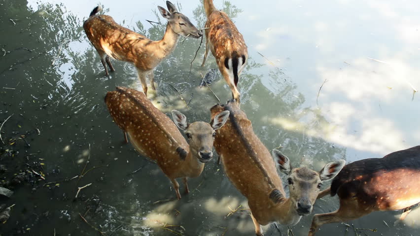 Herd of young deer in water 
