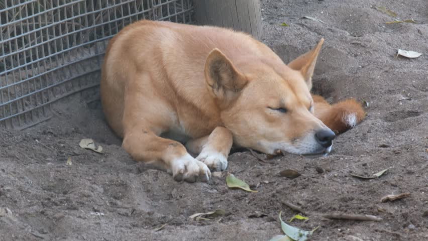 Dingo - Sydney Australia, Feb 2017