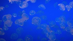 4K HD Video of small glowing Jelly Fish on a blue background. Jellyfish or jellies are soft bodied, free swimming aquatic animals with a gelatinous umbrella shaped bell and trailing tentacles.