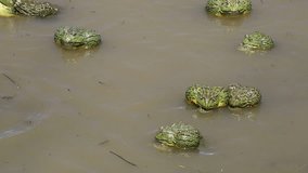 African giant bullfrogs (Pyxicephalus adspersus) mating and fighting in shallow water, South Africa
