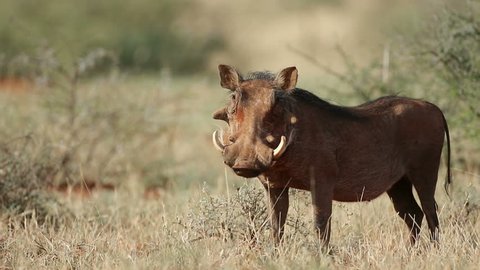 An alert warthog (Phacochoerus africanus) in natural habitat, South Africa