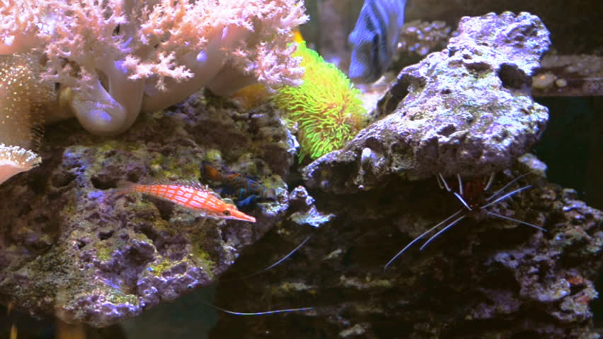 marine aquarium 3 free