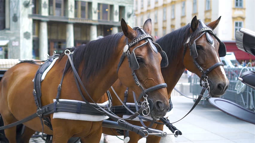 Traditional cart of horses on the old street in Vienna, Austria