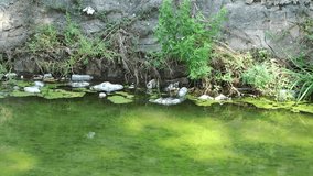 1920x1080 25 Fps. Very Nice Dirty Stream Water Pollution Garbage Video.