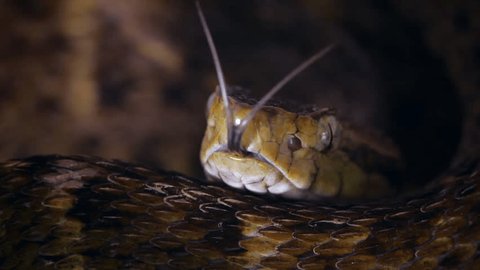Slow motion of a venomous Fer de Lance (Bothrops atrox) viper protruding its tongue in the Ecuadorian Amazon
