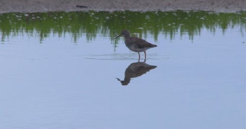 Redshank in shallow water seagull lands slow motion
