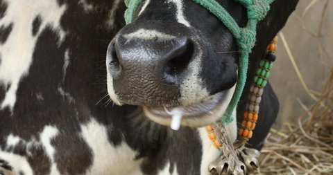 Close up of a Cow