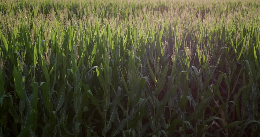 Cornfield at sunset
