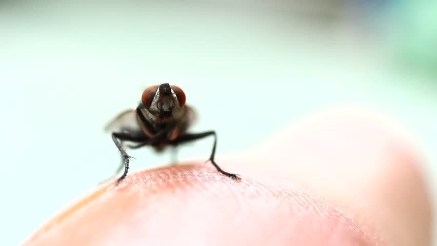Macro flies in various symptoms.