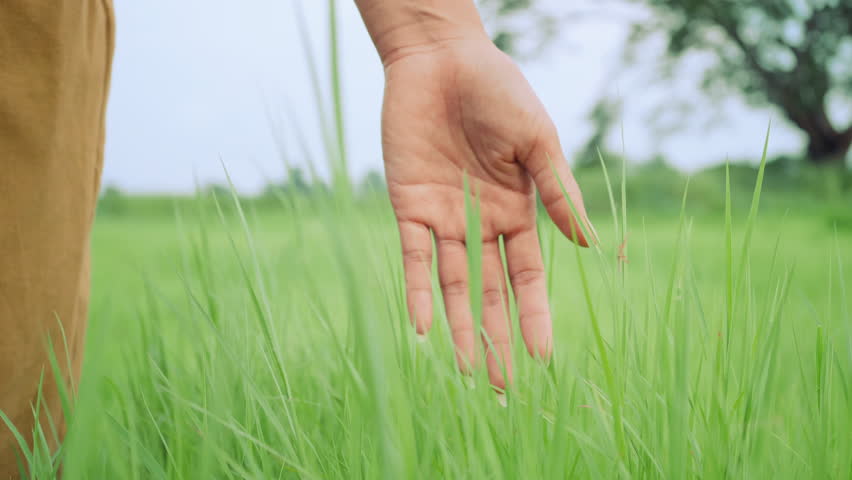 Hand Touching Grass Stock Video Footage for Free Download