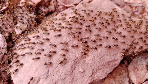 Migration of Ants To escape the flood