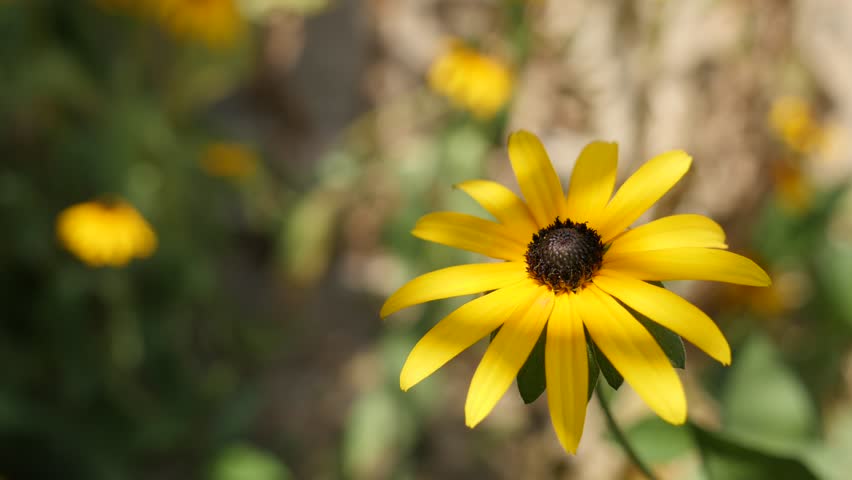 Rudbeckia Goldsturm Stock Video Footage 4k And Hd Video Clips Shutterstock,Half Square Triangles Quilt