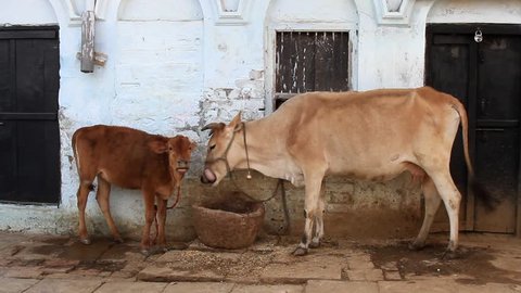 A cow with a calf of light brown color on the background of a mountain brick hut and a primitive stone feeder. Himalayas, India