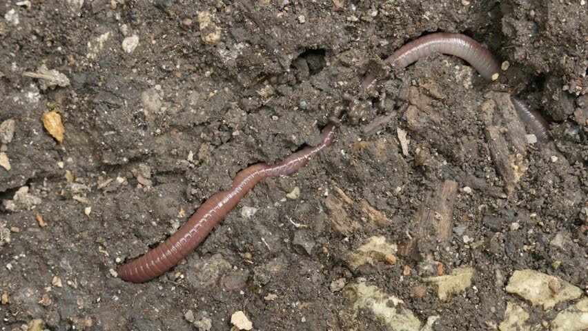 Дождевые черви старатель. Дождевые черви вермикультура. Дождевые черви рыхлят почву. Дождевой червь рыхлит землю. Обыкновенный дождевой червь.