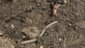 Lumbricus terrestris Night Crawler earth worm 4K footage
