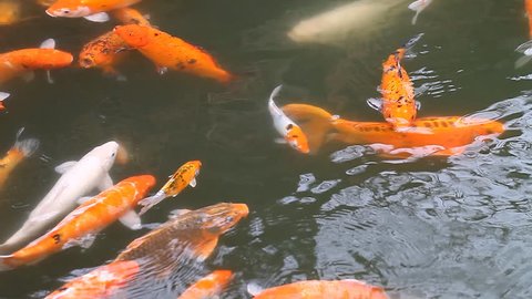 Asian goldfish Koi