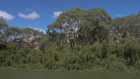 Weeping willow trees along the banks of the Murray River at Mannum, South Australia