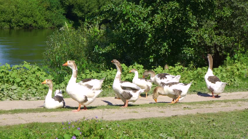 Group of calm domestic geese feeding happily outdoors in countryside. Real time 4k video footage.