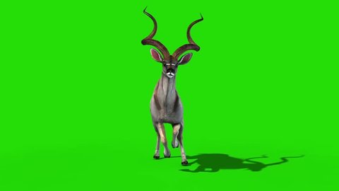 Kudu African Antelope Runcycle Front Green Screen 3D Rendering Animation