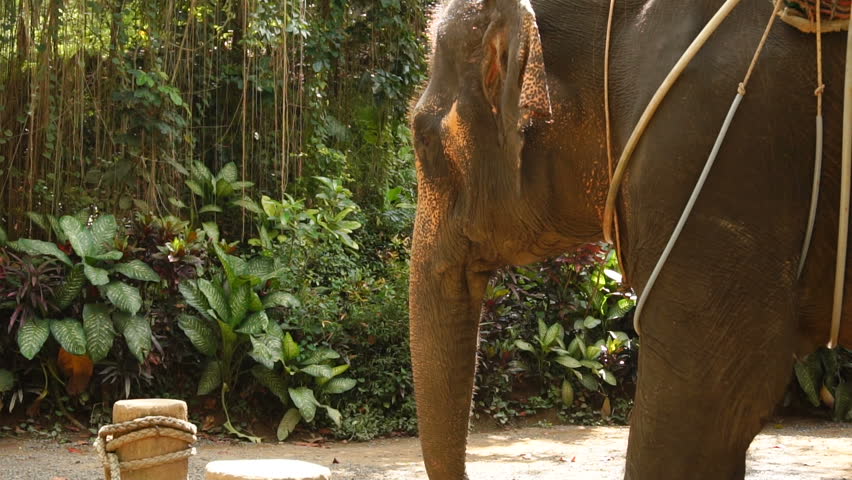 Slow motion vacationer shooting elephant on farm, person making video about animal waving trunk. Concept of filming, travelling and tourism. Camera capturing variety of exotic plants and trees